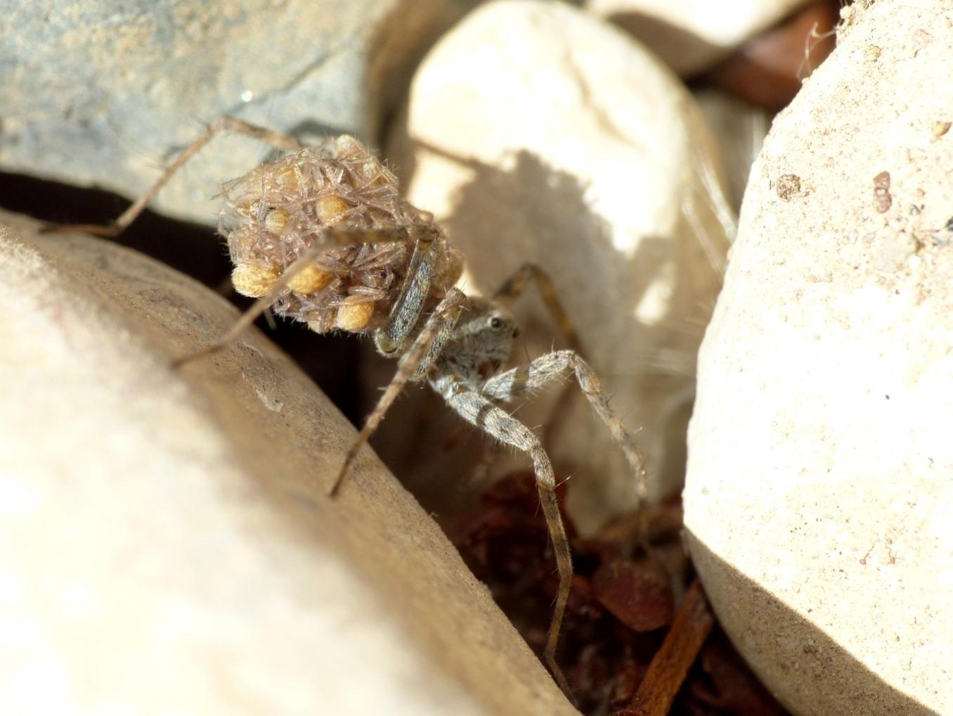 Pardosa wagleri - Tolfa (RM)